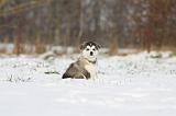 ALASKAN MALAMUTE 258